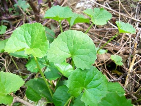 含穀草功效|含殼草：：功效、營養價值、食用禁忌、正確食用方式